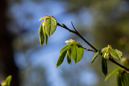 Fresh green leaves of coltsfoot sprout against a blue sky showing the beauty of springtime growth...