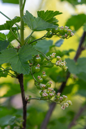 Unripe red currant berries cluster together on a bush surrounded by vibrant green leaves in a sunlit...