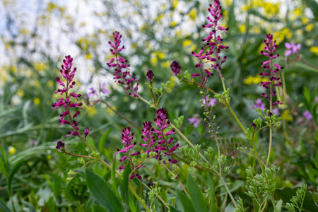 Fumaria officinalis displays clusters of purplish-pink flowers among lush greenery in a field filled with blooming wildflowers on a sunny day.の写真素材