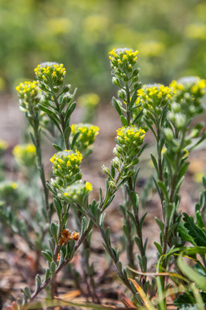 Desert alyssum displays clusters of yellow flowers atop slender hairy leaves in a dry sandy landscape showing resilience in arid conditions of spring.の写真素材