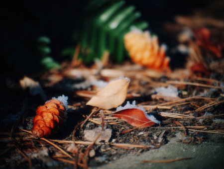 Frost clings to pine cones and fallen leaves highlighting the delicate beauty of nature in a winter landscape during a cold morning in the forest.の素材