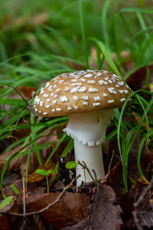 The Amanita pantherina, or the Panther Cap, a beautiful and iconic mushroom. A muted relative of the Amanita muscaria or fly agaric, its cap features a bold pattern of ocher brown dots with white spotの写真素材