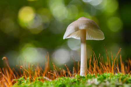 A delicate mycena galericulata mushroom rises gracefully on lush green moss, surrounded by fine orange grass, illuminated by soft morning light in the forestの写真素材