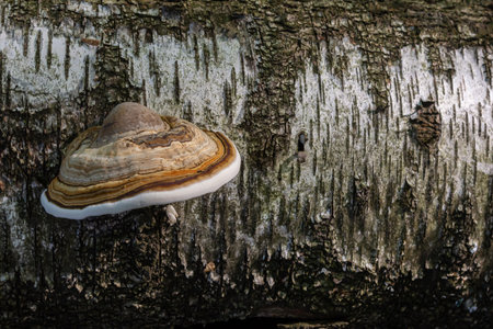 Fomitopsis pinicola, is a stem decay fungus common on softwood and hardwood trees. Its conk fruit body is known as the red-belted conk. The species is common throughout temperate Europe and Asia.の写真素材