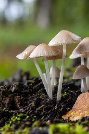 Clusters of mushrooms emerge from the decaying wood in a vibrant forest, illustrating the intricate ecosystem of Mycena galericulata and Agaricus species during springtime.の写真素材