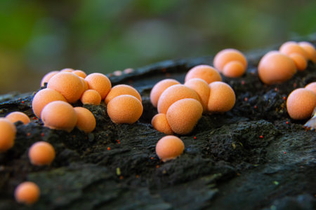 Clusters of Lycogala epidendrum, resembling small pinkish spheres, grow on decaying wood, thriving in a forest environment during warm, humid summer conditions.の写真素材
