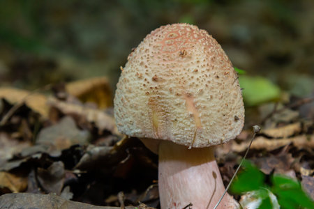 A mature Amanita rubescens mushroom showcases its distinctive rounded cap and textured surface, nestled among fallen leaves in a forest environment during autumn.の写真素材
