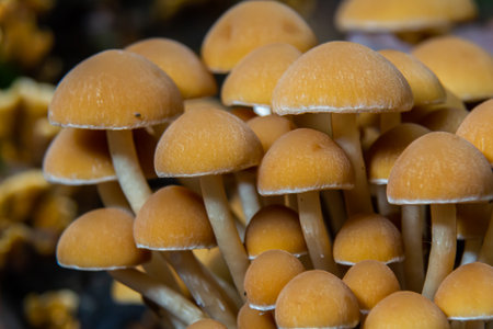 A cluster of vibrant yellow mushrooms is growing together in the natural environment, showing their distinct features and colorsの写真素材