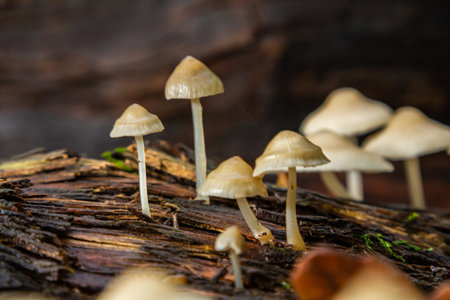 Clusters of delicate mushrooms, specifically Psathyrella and Mycena galericulata, thrive on rotting wood, surrounded by earthy tones typical of a forest in autumn.の写真素材