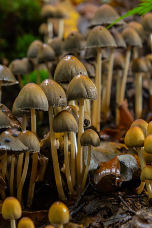 Sulfur tuft, Hypholoma fasciculare, or clustered woodlover on a dead tree.の写真素材
