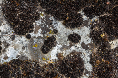 Xanthoparmelia lichen develops on a textured rock surface, showing its unique structure and color during daylight hours in a natural setting.の写真素材