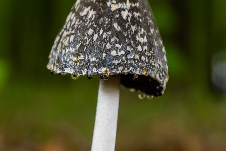 Coprinopsis Picacea also known as Magpie fungus poisonous mushroom in forest.の写真素材