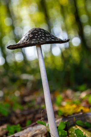 Coprinopsis Picacea also known as Magpie fungus poisonous mushroom in forest.の写真素材