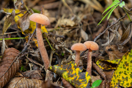 Group of Xerocomellus chrysenteron and Cortinarius rubellus mushrooms growing together among fallen leaves in a forest during autumn, showing their distinct colors.の写真素材