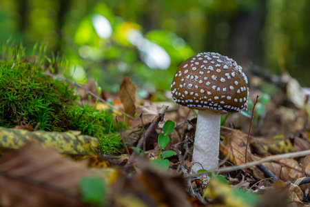 The Amanita pantherina, or the Panther Cap, a beautiful and iconic mushroom. A muted relative of the Amanita muscaria or fly agaric, its cap features a bold pattern of ocher brown dots with white spotの写真素材