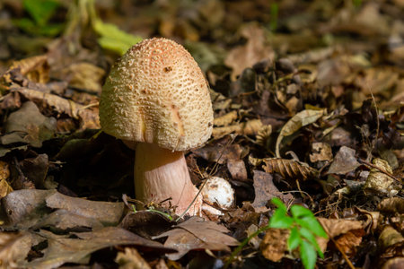 A distinctive mushroom stands tall on the forest floor amidst fallen leaves and small plants, showing nature's beauty in a peaceful woodland environment.の写真素材