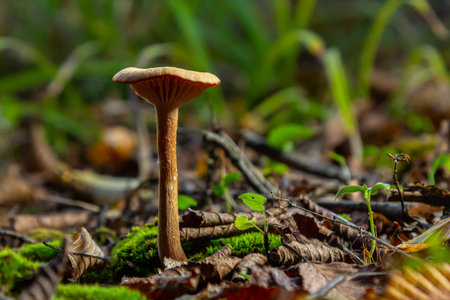 Two distinct mushroom species, amanita phalloides and cortinarius rubellus, grow amongst fallen leaves and moss in a vibrant forest environment at dusk.の写真素材