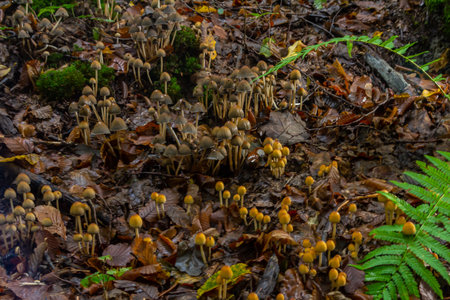 Sulfur tuft, Hypholoma fasciculare, or clustered woodlover on a dead tree.の写真素材