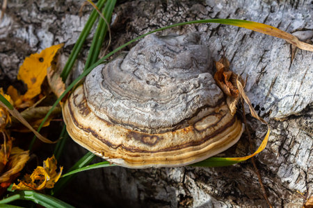 Fomitopsis pinicola, is a stem decay fungus common on softwood and hardwood trees. Its conk fruit body is known as the red-belted conk. The species is common throughout temperate Europe and Asia.の写真素材