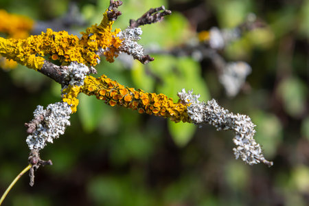 Orange lichen, yellow scale, maritime sunburst lichen or shore lichen Xanthoria parietina is a foliose or leafy lichen. Intensive color of structures on twigs of a tree, details in macro close up.の写真素材