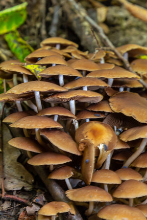 The Conifer Tuft specialises on coniferous dead wood. The stipes are often bent and they grow in tight clumps. The parasol flattens as they grow.の写真素材