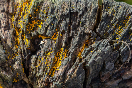 Vibrant yellow sporangia of Lycogala epidendrum cover decaying wood, showing their distinct appearance in a forest environment during late summer.の写真素材
