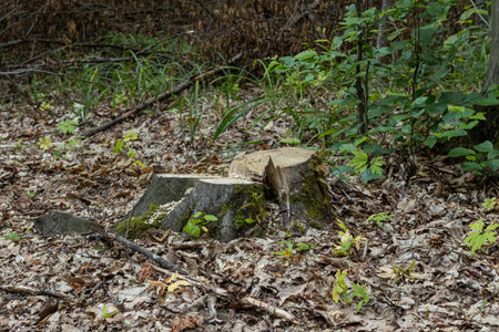 A tree stump is prominently displayed on the forest floor surrounded by fallen leaves and young...