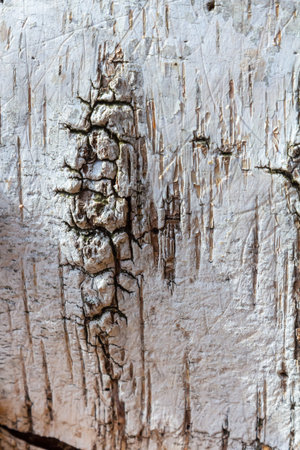 Close-up view of weathered wood exhibiting intricate cracks and unique textures highlighted by the golden afternoon light creating a warm ambiance.の写真素材