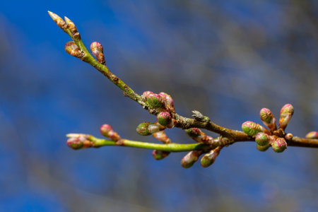Spring young leaves on the trees against the background of a spring park. Spring landscape, trees...