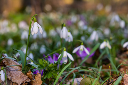 White snowdrop flowers. Galanthus blossoms illuminated by the sun in the green blurred background, early spring. Galanthus nivalis bulbous, perennial herbaceous plant in Amaryllidaceae family.の写真素材