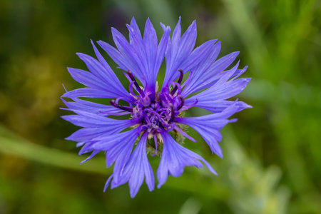 Centaurea cyanus is the common cornflower in our fields.