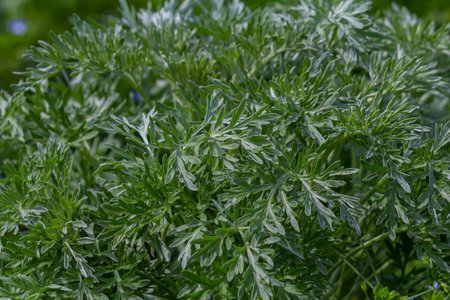 Bitter wormwood Artemisia absinthium bush grows in the wild.の写真素材