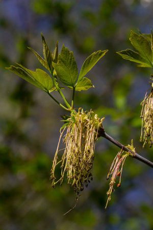 The ash-leaved maple Acer negundo flowers in early spring, sunny day and natural environment,...