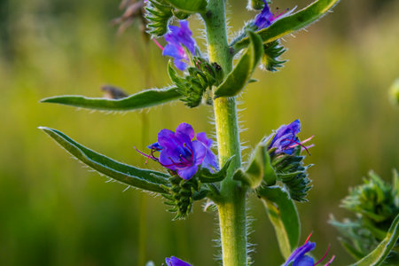 The Echium vulgare flower is a species of herbaceous plant, family Boraginaceae.の写真素材