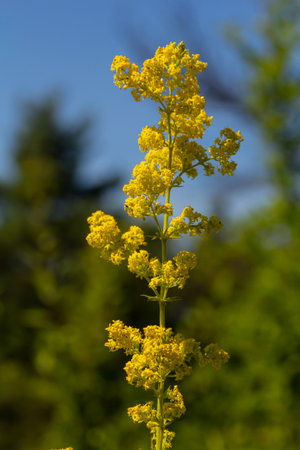 Closeup yellow flowers of lady's bedstraw, yellow bedstraw Galium verum in a Dutch garden. Family Rubiaceae. Summer, August, Netherlands.の写真素材