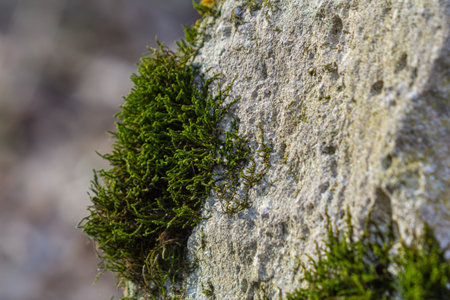 Bright green moss covers a rough stone highlighting the intricate patterns and textures in a serene...