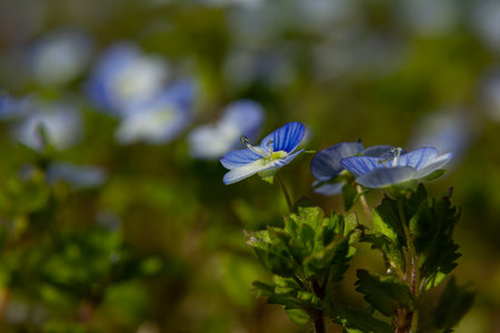 Bright blue germander speedwell flowers emerge among lush green foliage in a meadow showing the...