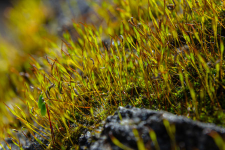 This common moss grows in a natural environment showing slender green stems with reddish sporophytes...
