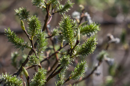 Willow blossoms transform the landscape in spring with lush green buds and soft flowers signaling...