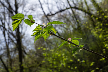 Displays vibrant yellow blooms in spring with new green leaves unfolding against a backdrop of lush...