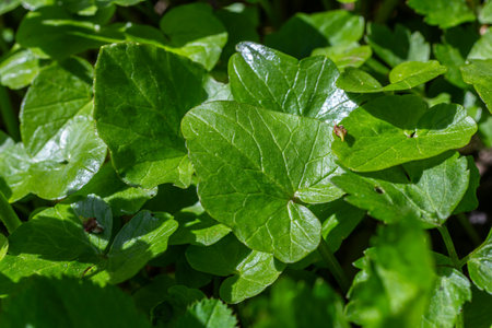 Lesser Celandine is seen blooming in the forest under bright sunshine highlighting its cheerful...