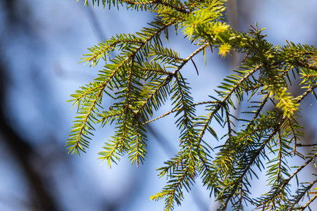 Fresh pine branches create a vibrant green contrast against the bright blue sky portraying the...