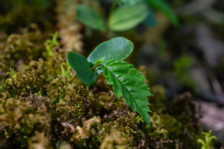 A young European hornbeam seedling displays its cotyledons and radicle as it emerges from rich damp...