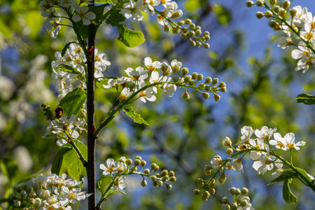 Fleeing spring branches of Prunus padus showcase clusters of delicate white flowers illuminated by...