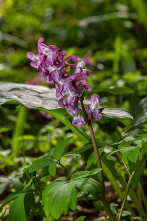 Vibrant hollowroot flowers in purple emerge amidst fresh spring foliage in a serene woodland...
