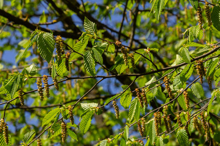 Silver birch tree displaying vibrant green leaves and drooping catkins against a clear blue sky in late spring.の写真素材