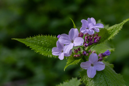 Perennial Honesty plant showcases delicate purple flowers and vibrant green leaves thriving in the...