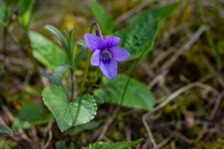 Delicate sweet violet flowers bloom under bright sunlight in a serene forest surrounded by lush...