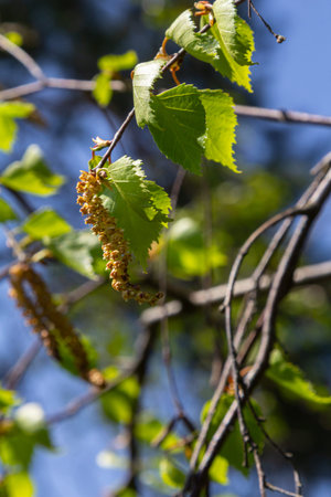Silver Birch tree with drooping catkins and vibrant green leaves on a sunny day in a serene forest...
