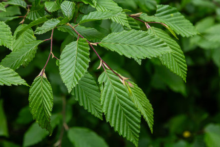 Vibrant green leaves of Carpinus betulus showcase their unique toothed structure against a backdrop...